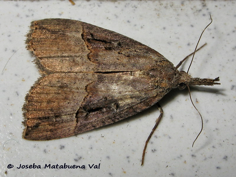 Hypena (Hypena) rostralis - Erebidae